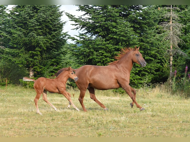 Mustang (canadese) Stallone Puledri (06/2026) 154 cm Sauro scuro in Krümmel