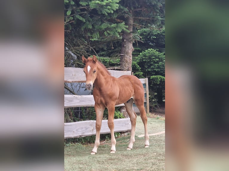 Mustang (canadese) Stallone Puledri (06/2026) 154 cm Sauro scuro in Krümmel
