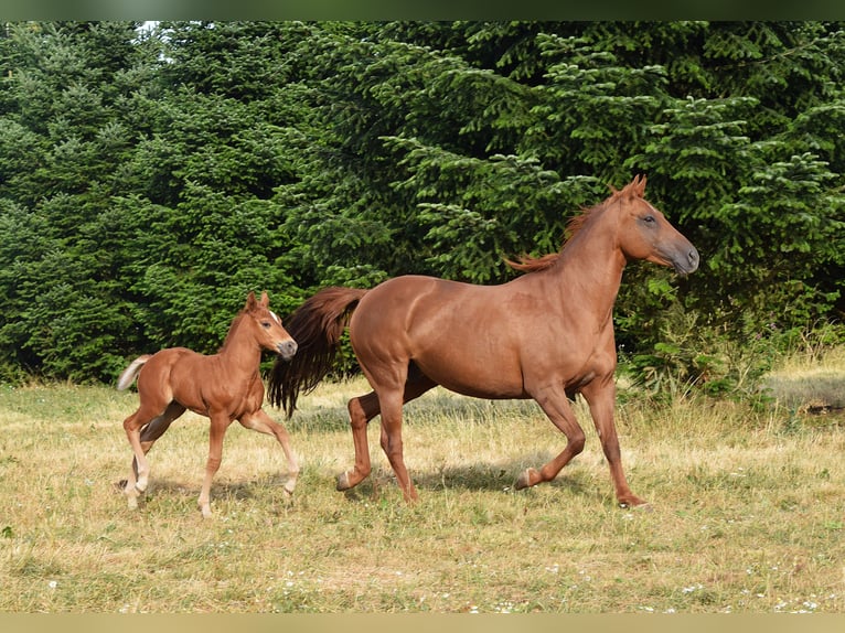 Mustang (canadese) Stallone Puledri (06/2026) 154 cm Sauro scuro in Krümmel