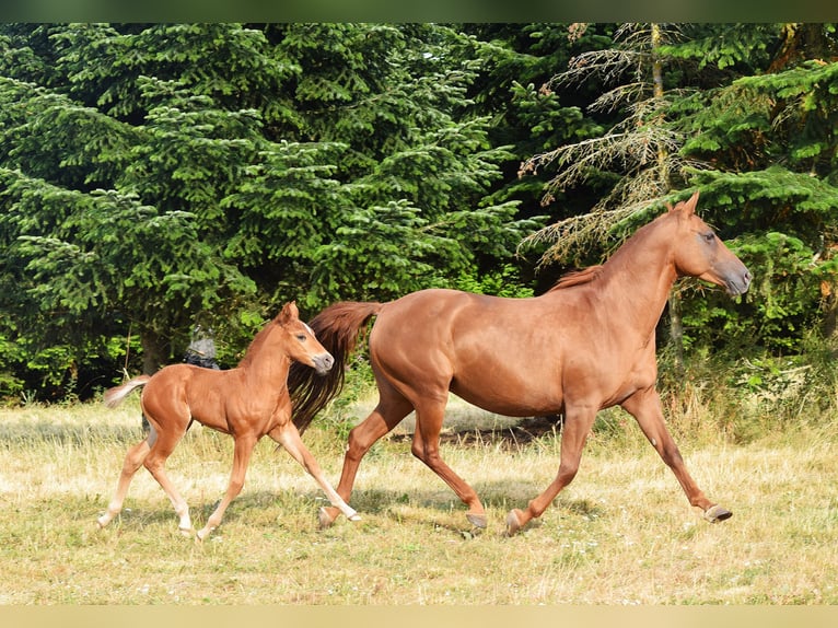 Mustang (canadese) Stallone Puledri (06/2026) 154 cm Sauro scuro in Krümmel