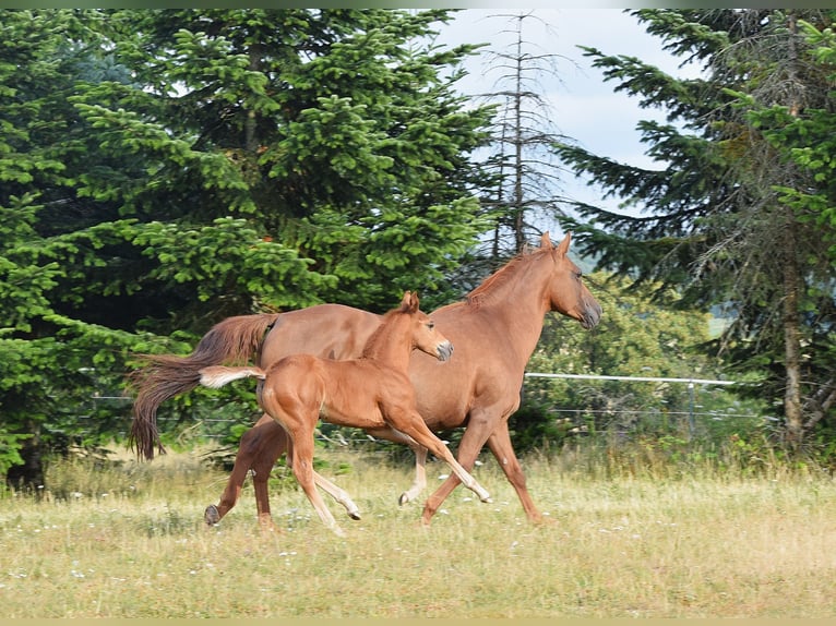 Mustang (canadese) Stallone Puledri (06/2026) 154 cm Sauro scuro in Krümmel