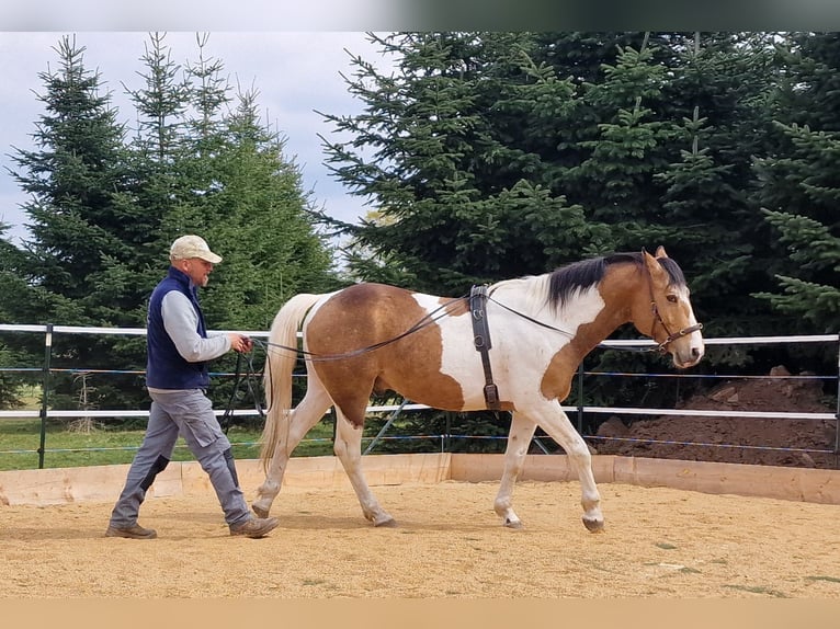 Mustang (canadese) Stallone Tobiano-tutti i colori in Zürbach