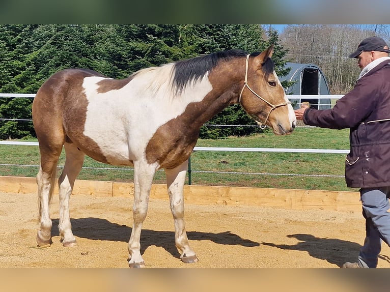 Mustang (canadese) Stallone Tobiano-tutti i colori in Z&#xFC;rbach
