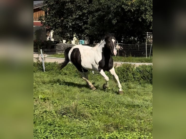 Mustang (canadese) Stallone Tobiano-tutti i colori in Eltville am Rhein