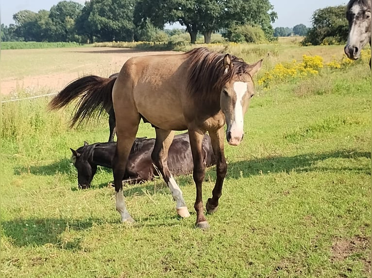 Mustang (canadian) Mix Gelding 2 years 15,2 hh Buckskin in Menslage