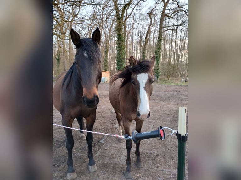 Mustang (canadian) Mix Gelding 2 years 15,2 hh Buckskin in Menslage