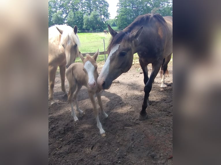 Mustang (canadian) Mix Gelding 2 years 15,2 hh Buckskin in Menslage
