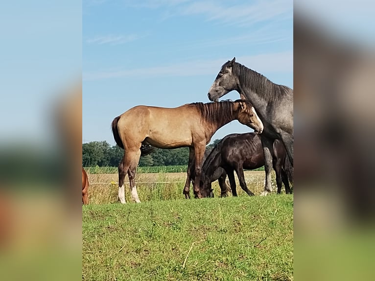 Mustang (canadian) Mix Gelding 2 years 15,2 hh Buckskin in Menslage