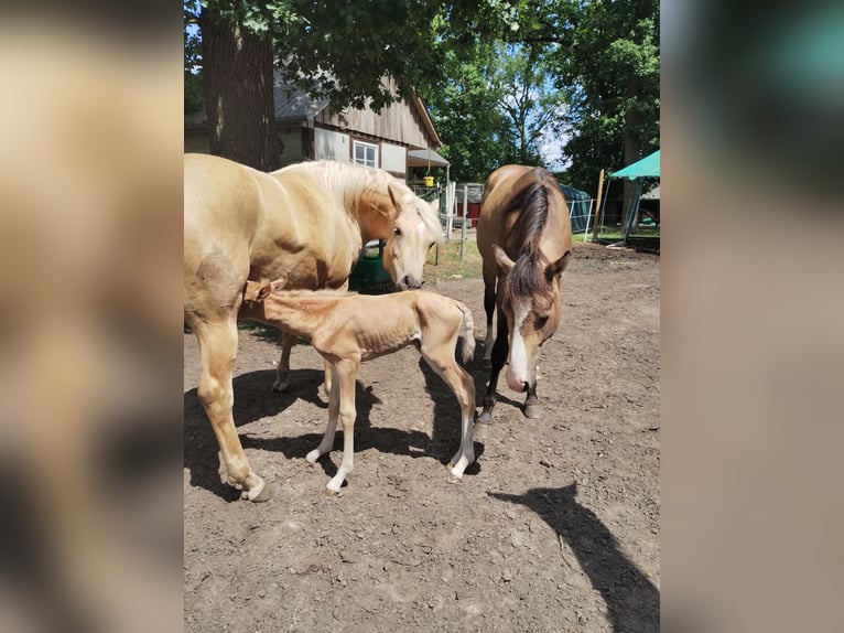 Mustang (canadian) Mix Gelding 2 years 15,2 hh Buckskin in Menslage