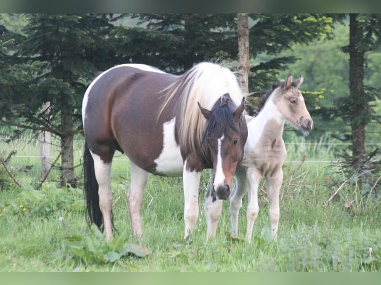 Mustang (canadian) Mare 13 years 14.1 hh Tobiano-all-colors in Zürbach