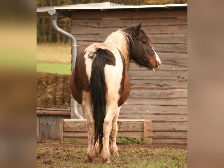 Mustang (canadian) Mare 13 years 14,1 hh Tobiano-all-colors in Zürbach