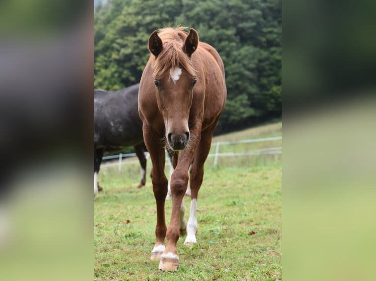 Mustang (canadian) Mix Mare 1 year 15 hh Chestnut-Red in Heiligkreuzsteinach