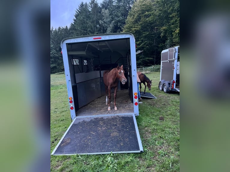 Mustang (canadian) Mix Mare 1 year 15 hh Chestnut-Red in Heiligkreuzsteinach