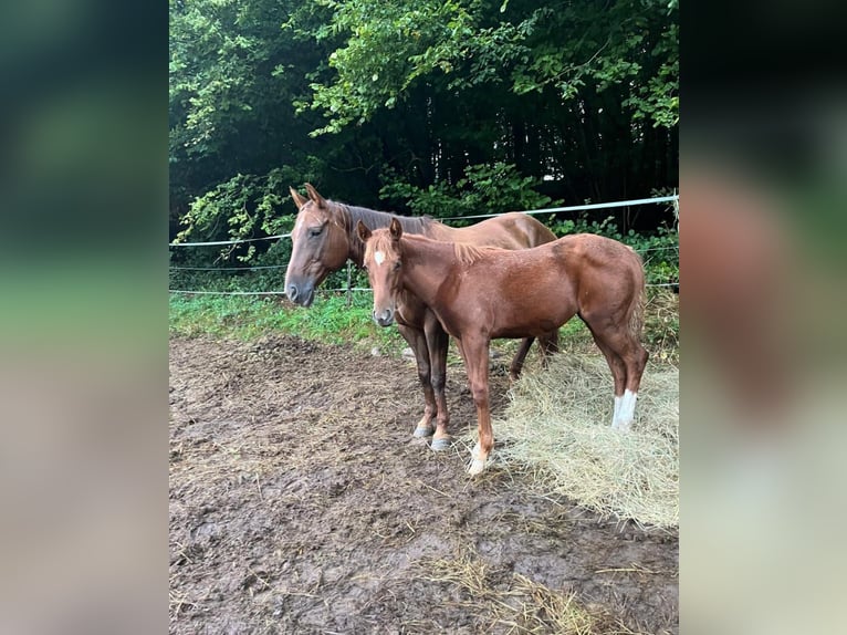 Mustang (canadian) Mix Mare 1 year 15 hh Chestnut-Red in Heiligkreuzsteinach