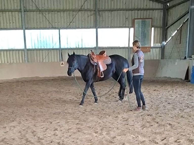 Mustang (canadian) Mare 1 year 15,1 hh in Kupferzell