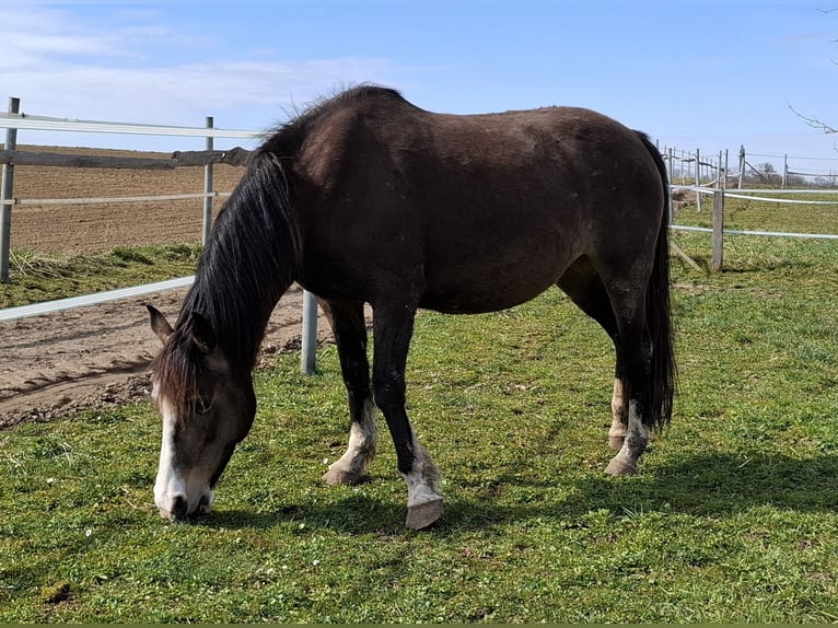 Mustang (canadian) Mare 1 year 15,1 hh in Kupferzell