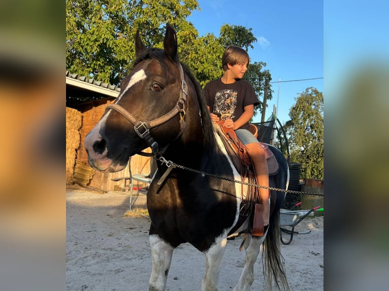 Mustang (canadian) Mare 1 year 15,1 hh in Kupferzell