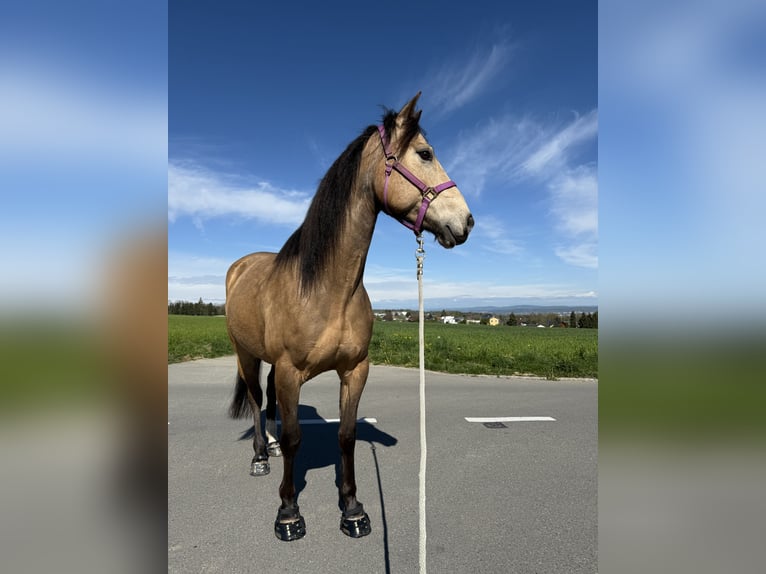 Mustang (canadian) Mare 6 years 15,1 hh Buckskin in Weinfelden
