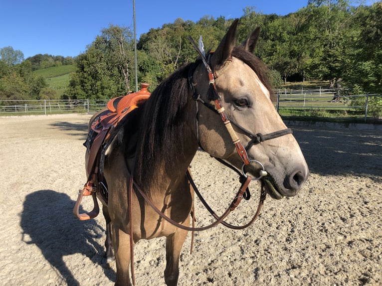 Mustang (canadian) Mare 6 years 15,1 hh Buckskin in Weinfelden