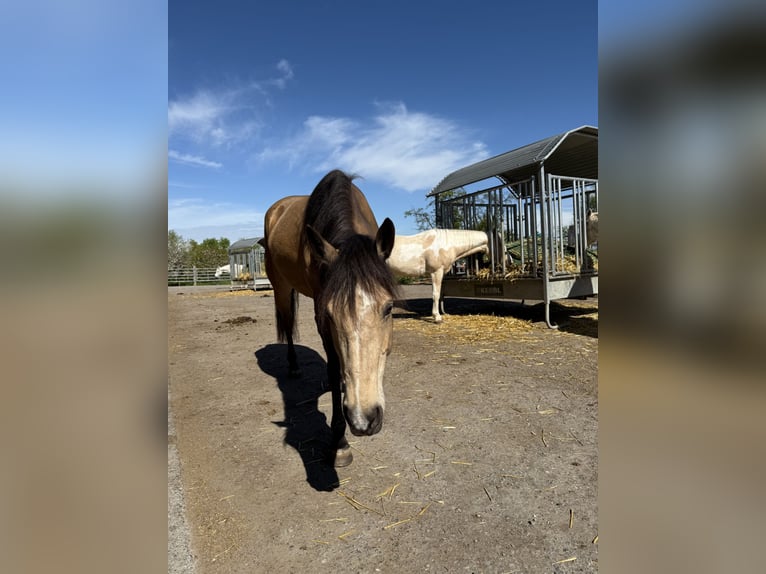 Mustang (canadian) Mare 6 years 15,1 hh Buckskin in Weinfelden
