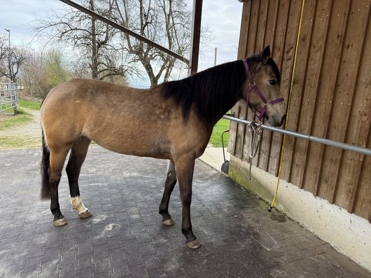 Mustang (canadian) Mare 6 years 15,1 hh Buckskin in Weinfelden