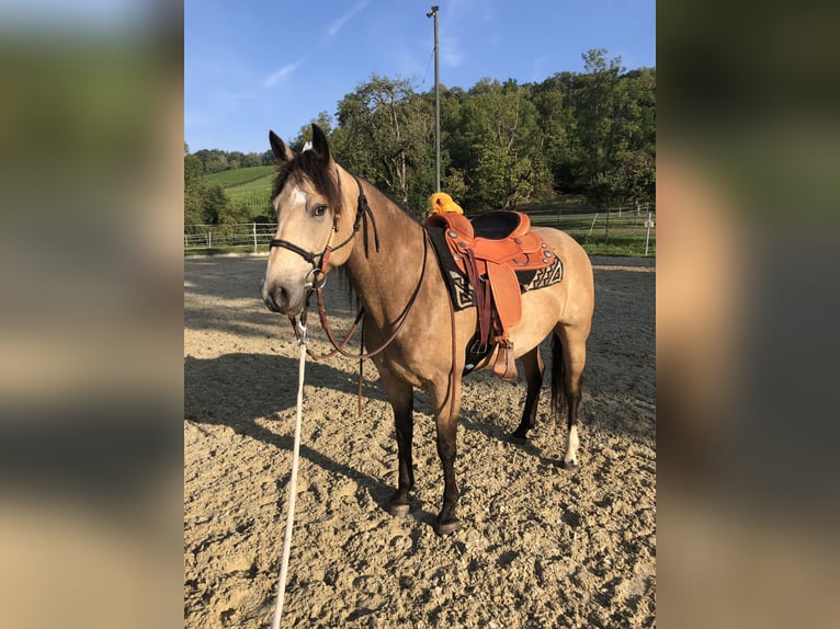 Mustang (canadian) Mare 6 years 15,1 hh Buckskin in Weinfelden