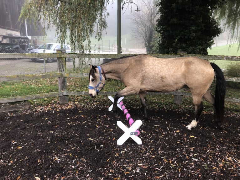Mustang (canadian) Mare 6 years 15,1 hh Buckskin in Weinfelden