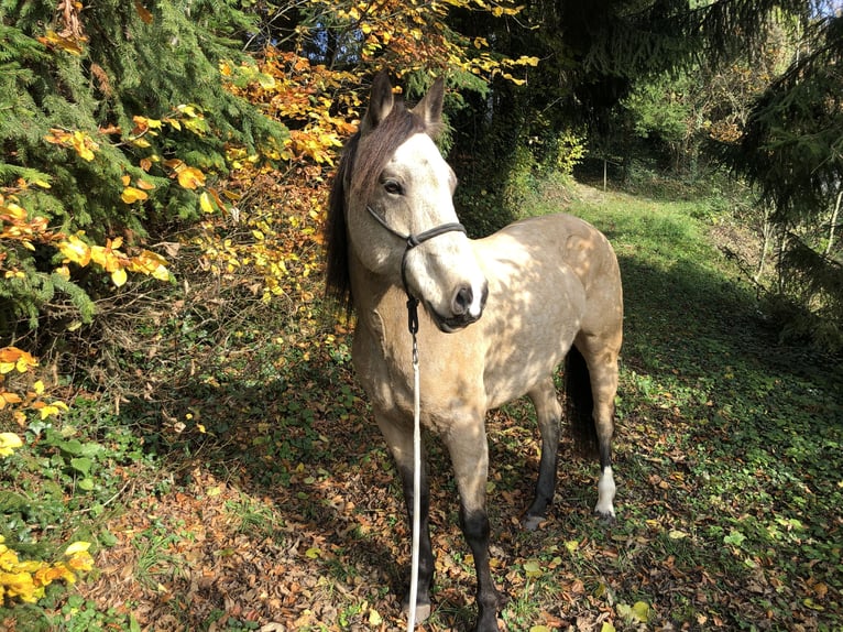 Mustang (canadian) Mare 6 years 15,1 hh Buckskin in Weinfelden