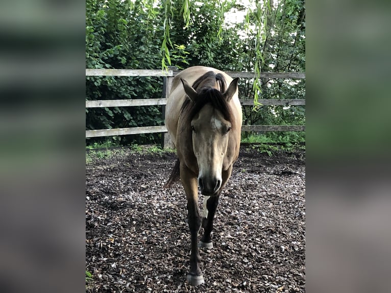 Mustang (canadian) Mare 6 years 15,1 hh Buckskin in Weinfelden