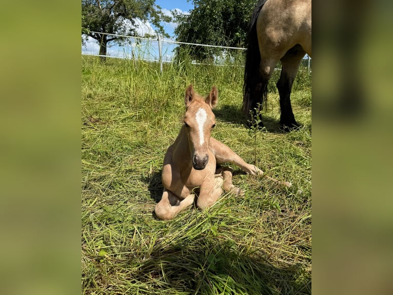 Mustang (canadian) Mix Mare Foal (01/2026) 14.2 hh Palomino in Kupferzell