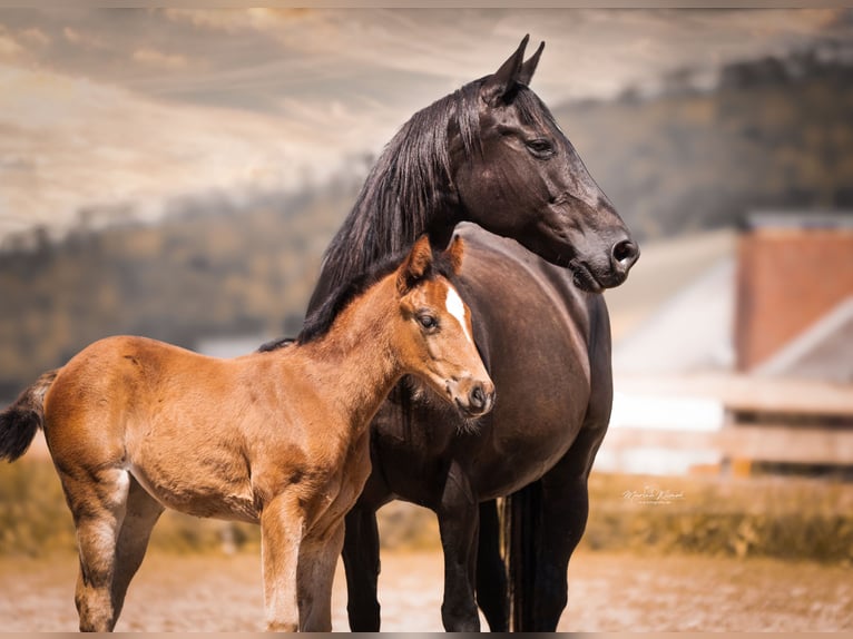 Mustang (canadian) Mix Mare Foal (04/2026) 15 hh Brown in Delligsen