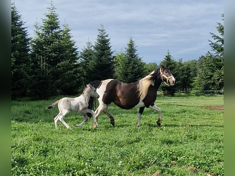 Mustang (canadian) Mare Foal (05/2026) 15 hh Tobiano-all-colors in Maxsain