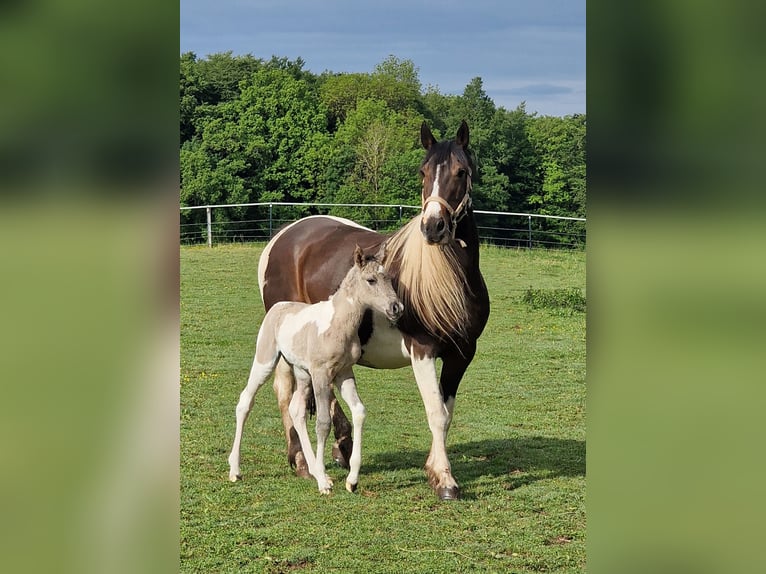 Mustang (canadian) Mare Foal (05/2026) 15 hh Tobiano-all-colors in Maxsain