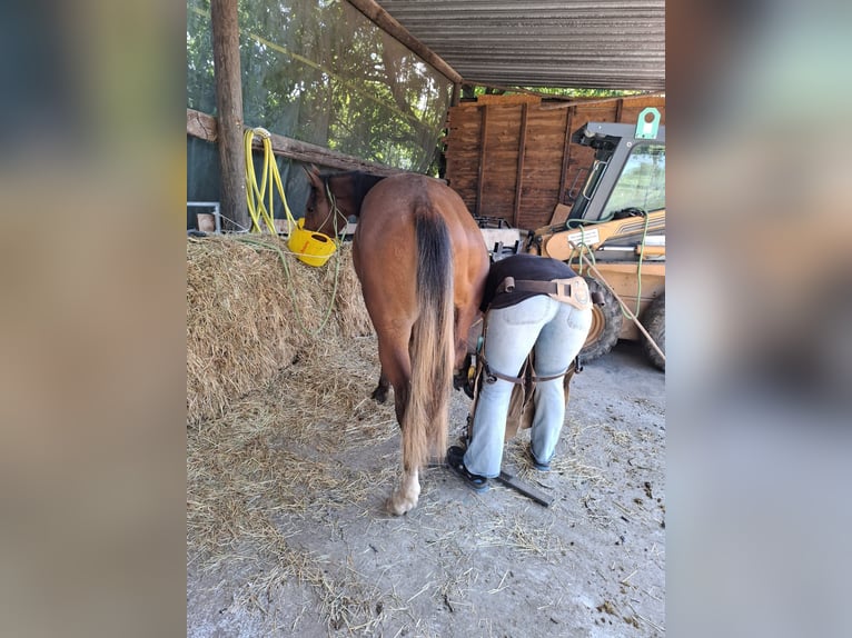 Mustang (canadian) Stallion 1 year 15 hh Brown in Kupferzell