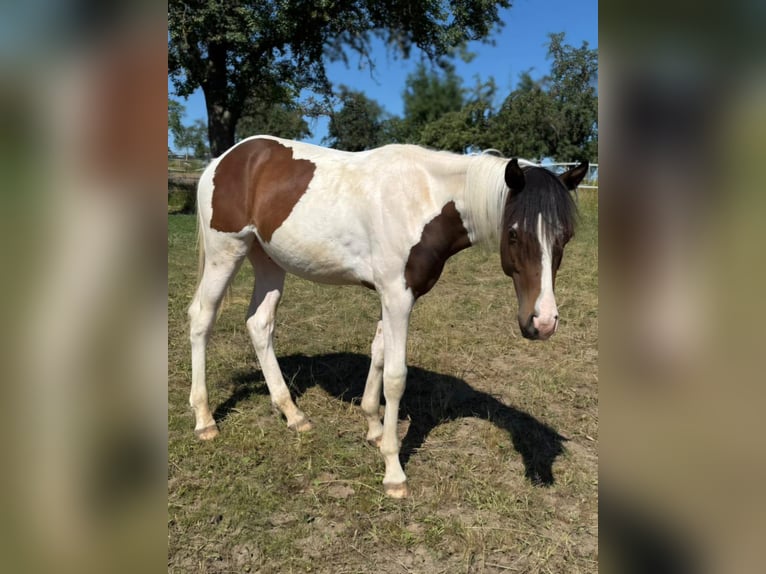 Mustang (canadian) Stallion 1 year 15 hh Tobiano-all-colors in Kupferzell