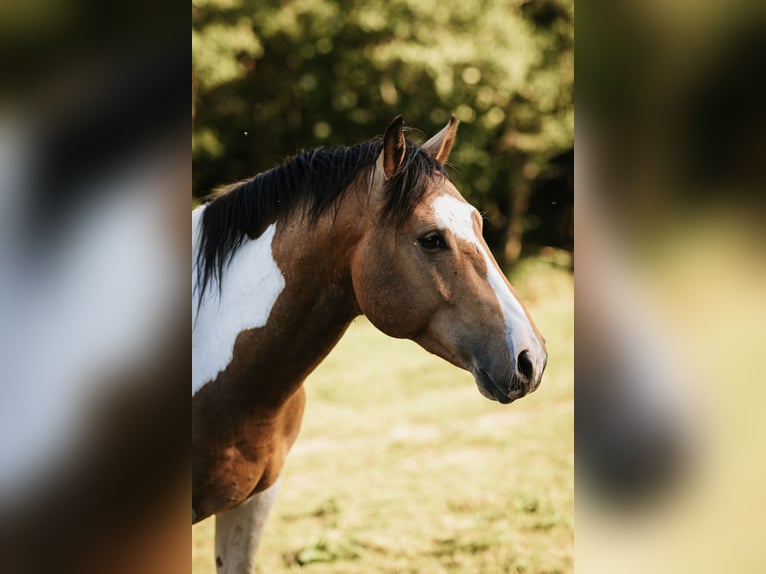 Mustang (canadian) Stallion 3 years 15 hh Pinto in Maxsain