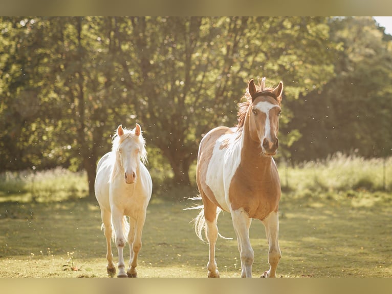 Mustang (canadian) Stallion 3 years 15 hh Pinto in Maxsain