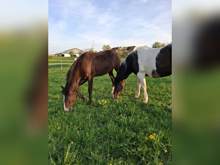 Mustang (canadian) Stallion 3 years 15,1 hh in Kupferzell