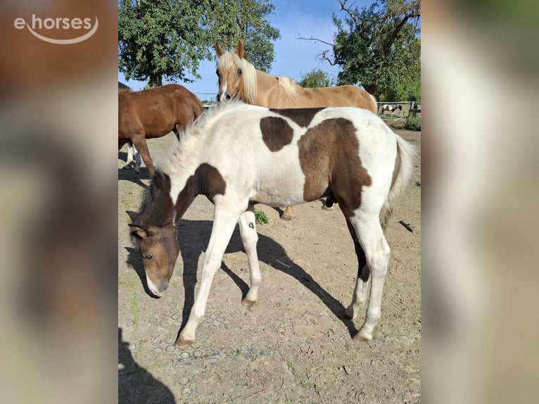 Mustang (canadian) Stallion Foal (01/2026) 15.1 hh Buckskin in Kupferzell