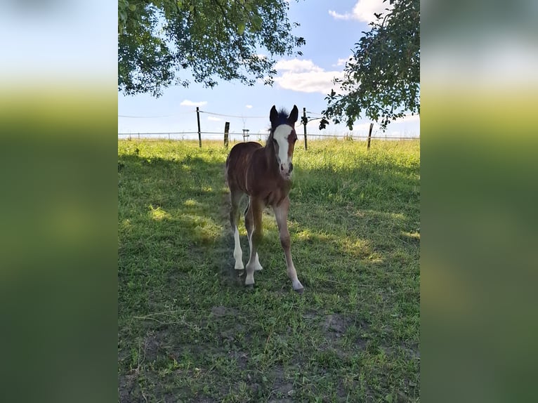 Mustang (canadian) Stallion Foal (01/2026) 15 hh Brown in Kupferzell