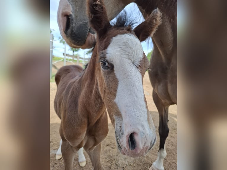 Mustang (canadian) Stallion Foal (01/2026) 15 hh Brown in Kupferzell