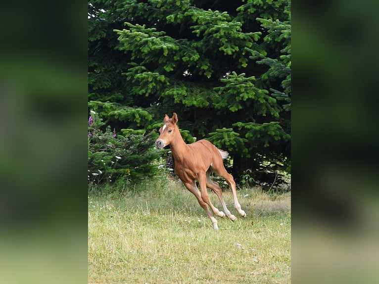 Mustang (canadian) Stallion Foal (06/2026) 15 hh Chestnut in Krümmel