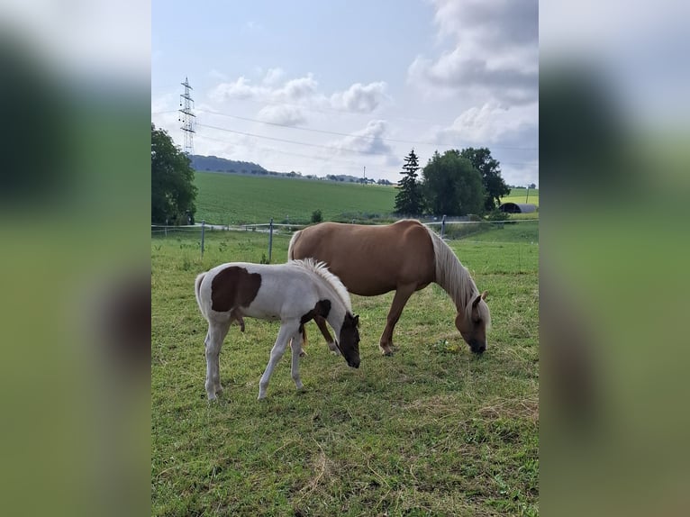Mustang (canadian) Stallion Foal (04/2025) 15 hh Pinto in Kupferzell