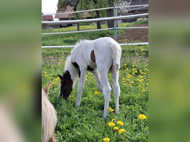Mustang (canadian) Stallion Foal (04/2025) 15 hh Pinto in Kupferzell