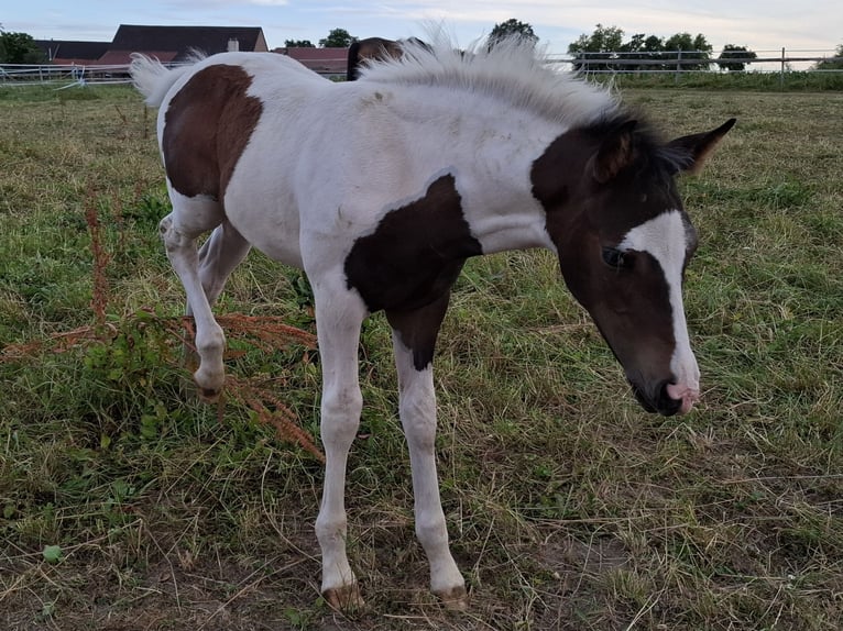 Mustang (canadian) Stallion Foal (04/2025) 15 hh Pinto in Kupferzell