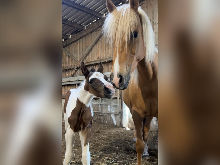 Mustang (canadian) Stallion Foal (04/2025) 15 hh Pinto in Kupferzell Mustang (canadian) Stallion Foal (04/2025) 15 hh Pinto in Kupferzell