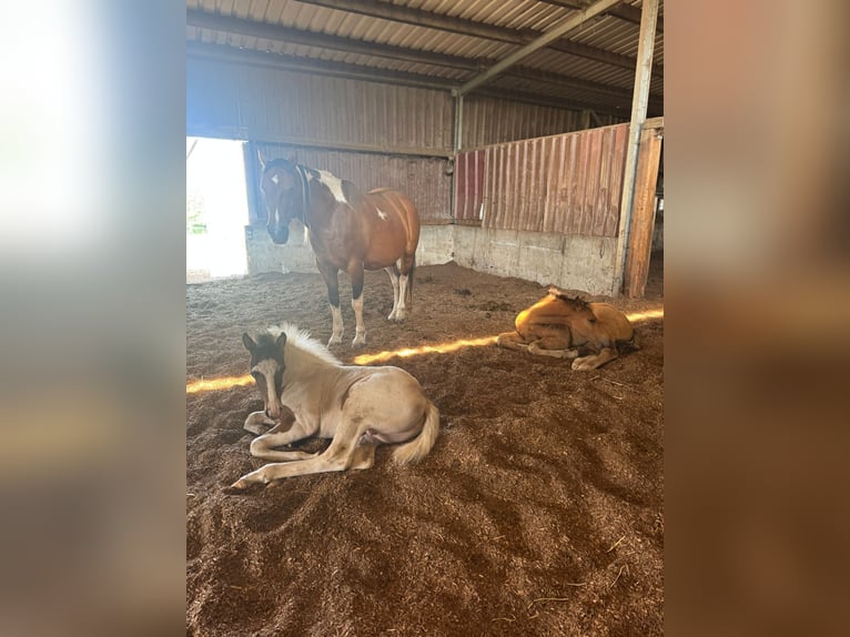 Mustang (canadian) Stallion Foal (04/2025) 15 hh Pinto in Kupferzell Mustang (canadian) Stallion Foal (04/2025) 15 hh Pinto in Kupferzell