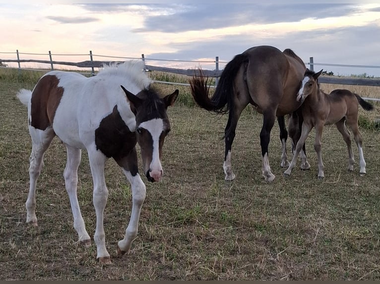 Mustang (canadian) Stallion Foal (04/2025) 15 hh Pinto in Kupferzell Mustang (canadian) Stallion Foal (04/2025) 15 hh Pinto in Kupferzell