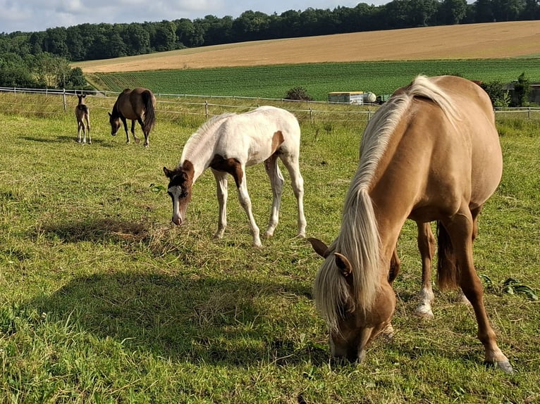 Mustang (canadian) Stallion Foal (04/2025) 15 hh Pinto in Kupferzell Mustang (canadian) Stallion Foal (04/2025) 15 hh Pinto in Kupferzell