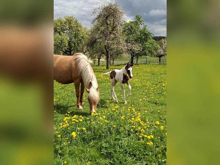Mustang (canadian) Stallion Foal (04/2025) 15 hh Pinto in Kupferzell Mustang (canadian) Stallion Foal (04/2025) 15 hh Pinto in Kupferzell